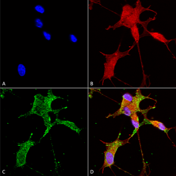 Cav3.2 Antibody: PerCP