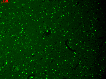 HCN1 Antibody: Biotin