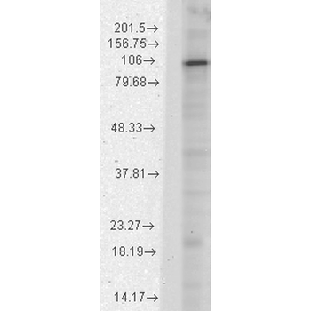 HCN1 Antibody: HRP
