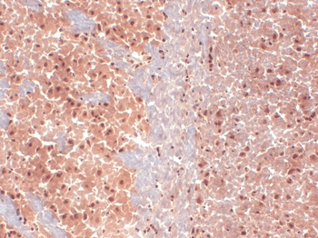 HCN1 Antibody: HRP