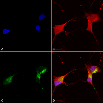 KCNQ1 Antibody: APC