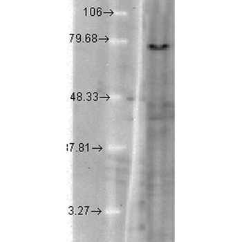 KCNQ1 Antibody: FITC