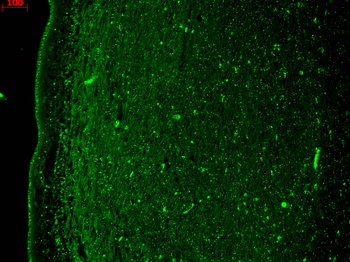 KCNQ4 Antibody: PerCP
