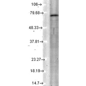KCNQ4 Antibody: RPE