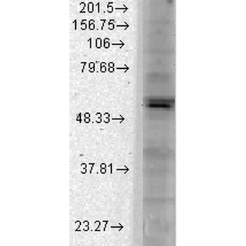 Kir2.1 Antibody: FITC
