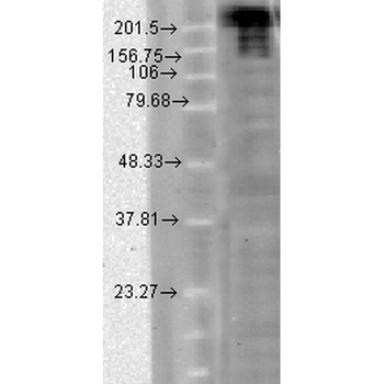 Nav1.7 Antibody: FITC