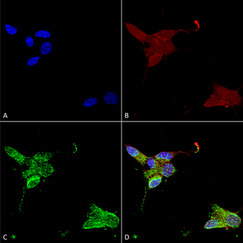 TrpM7 Antibody: APC