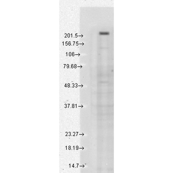 TrpM7 Antibody: Biotin