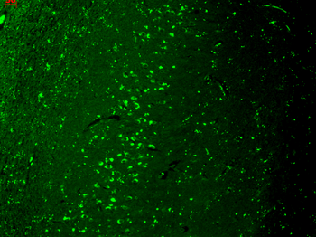 TrpV3 Antibody: APC