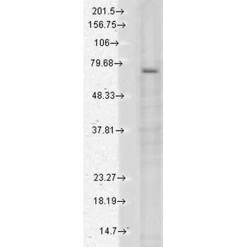 TrpV3 Antibody: Biotin