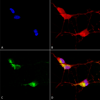 TrpV3 Antibody: PerCP