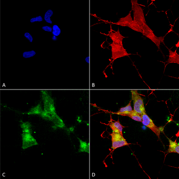 HCN4 Antibody: RPE