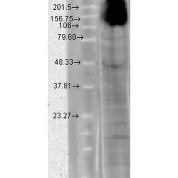 HCN4 Antibody: RPE