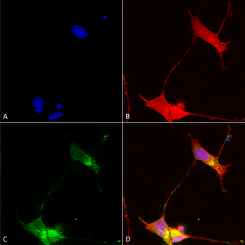 SHANK Antibody (APC)