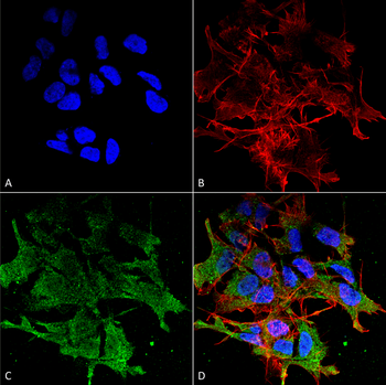 SHANK Antibody (FITC)