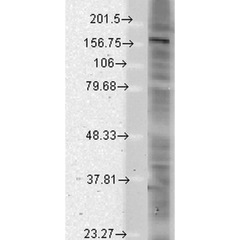 SHANK Antibody (HRP)