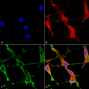 SHANK1 Antibody (FITC)