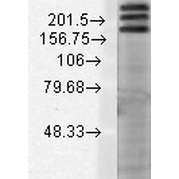 SHANK1 Antibody (HRP)