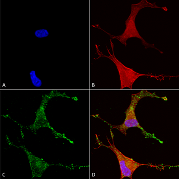 CavBeta2 Antibody (APC)