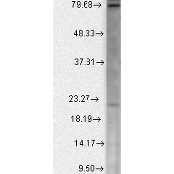 CavBeta2 Antibody (APC)