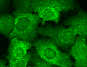 CavBeta2 Antibody (APC)