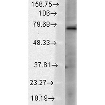 TRPV3 Antibody (RPE)