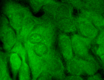 SHANK3 Antibody: PerCP