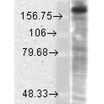 NR2B Antibody (Biotin)