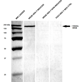 NR2B Antibody (PerCP)