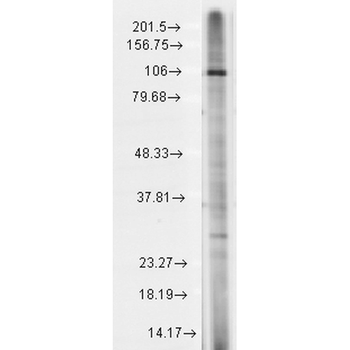 TRPC7 Antibody (PerCP)
