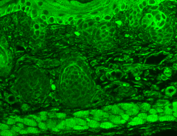 TRPC7 Antibody (RPE)