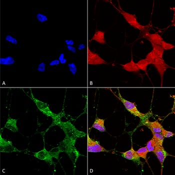 TRPC5 Antibody (APC)