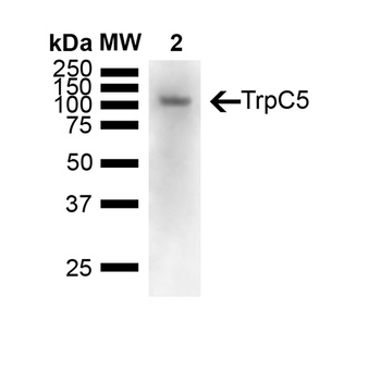 TRPC5 Antibody (APC)