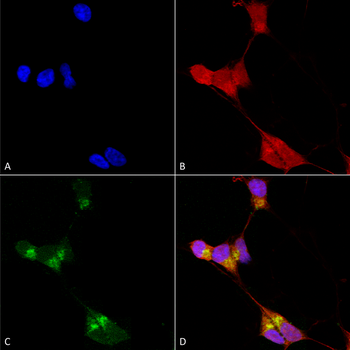GABA A Receptor Antibody (APC)