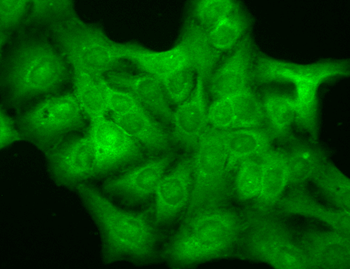 GABA A Receptor Antibody (APC)
