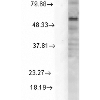GABA A Receptor Antibody (APC)