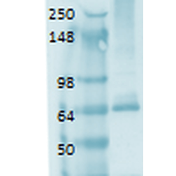 Sodium Iodide Symporter Antibody (PerCP)