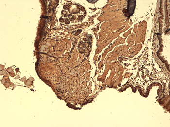 Sodium Iodide Symporter Antibody (PerCP)