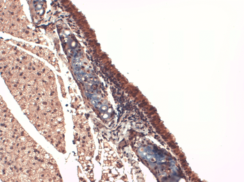 Sodium Iodide Symporter Antibody (PerCP)