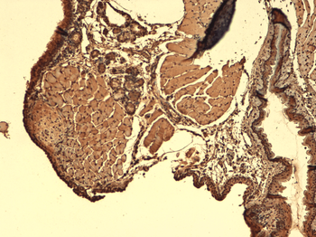 Sodium Iodide Symporter Antibody (PerCP)