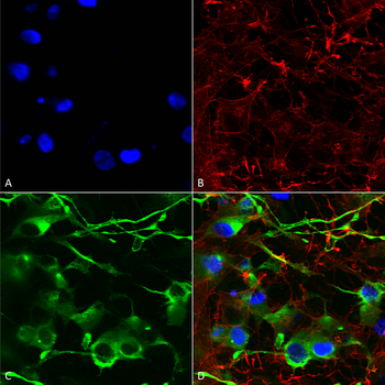 KCC2 Antibody (APC)