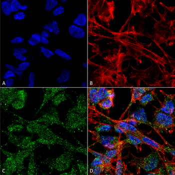 KCC2 Antibody (APC)