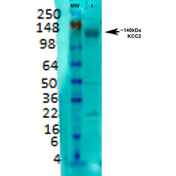 KCC2 Antibody (APC)