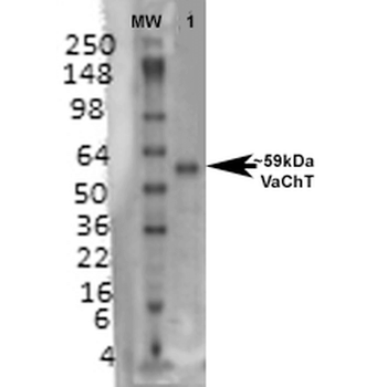 VAChT Antibody (PerCP)