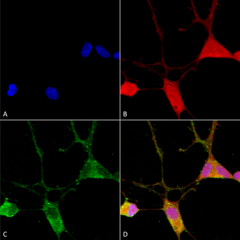 VGLUT1 Antibody (APC)