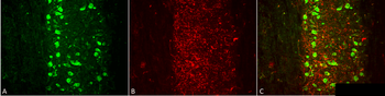 VGLUT1 Antibody (APC)
