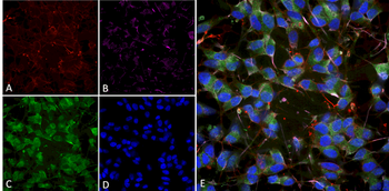 VGLUT1 Antibody (APC)