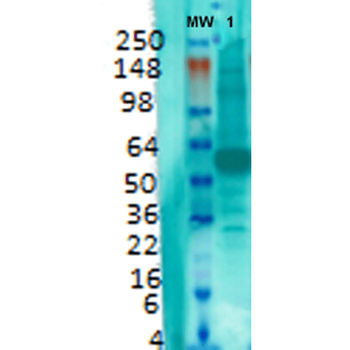 VGLUT1 Antibody (FITC)