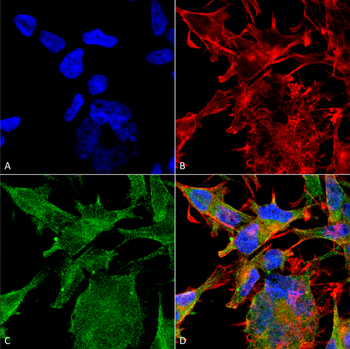 VGLUT2 Antibody (APC)
