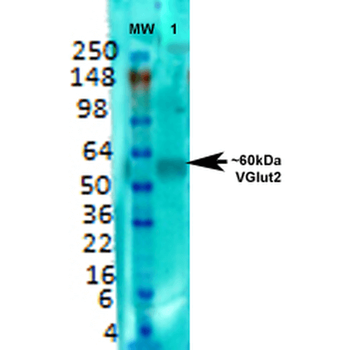 VGLUT2 Antibody (Biotin)